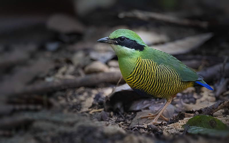Bar-bellied Pitta (Hydrornis elliotii) at Cuc Phuong Bird Hides - Northern Vietnam. Photo by: Bui Duc Tien - Vietnam Bird Photography Tours - Vietbirdphototours.com